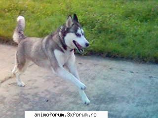 ultim raspuns din partea mea lesy action Coordonator forum vechi