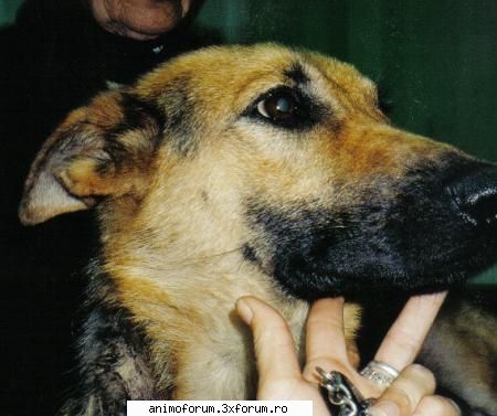 Cazuri speciale. - Admin - Despre animale: Vanzari