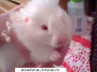 Hamsteri - Sunt atat de mici dar sunt atatea de spus despre - Despre animale: Rozatoare