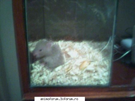 Hamsteri - Am avut si eu un hamster...il cehema - Despre animale: Rozatoare