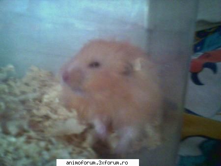 Hamsteri - Hy!Hy! Si inca ceva pe mine ma muscat un - Despre animale: Rozatoare