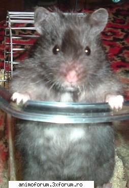 Hamsteri - Asta este Nikita, hamsteritza mea :) - Despre animale: Rozatoare