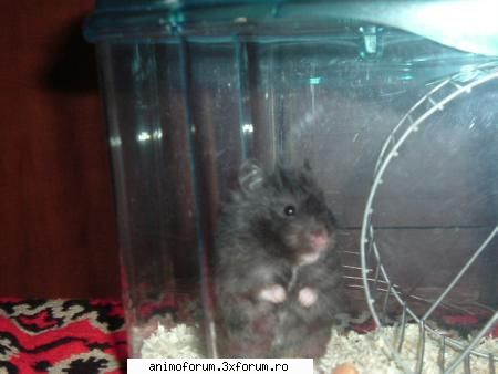 si inca o poza cu ea hamsteri
