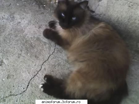 Pisicute Birmaneze! - si acum un birmanez .Diana...(dar e motanel - Despre animale: Pisici