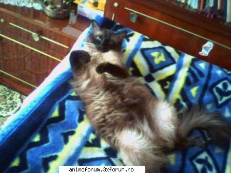 Pisicute Birmaneze! - Asa! Hai sa vb. de pisicutele birmaneze!Sunt - Despre animale: Pisici