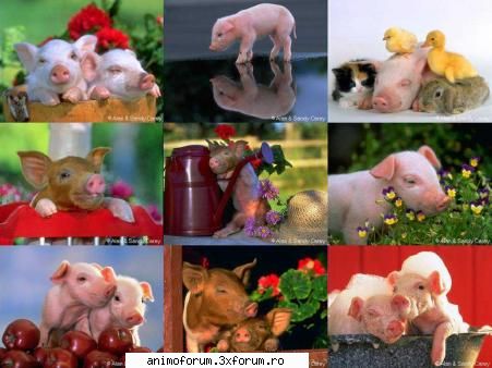 Poze funny - Poze porcoase!! - Discutii generale: Despre tot.