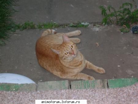 Se cauta stapan urgent!! - Admin - Despre animale: Anunturi