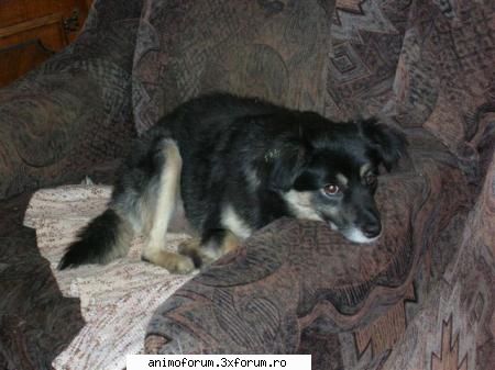 Se cauta stapan urgent!! - Admin - Despre animale: Anunturi
