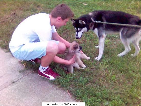 Un ultim raspuns din partea mea - Una din cele pozele mele reusite cu Yuky, tocmai - Despre animale: Caini